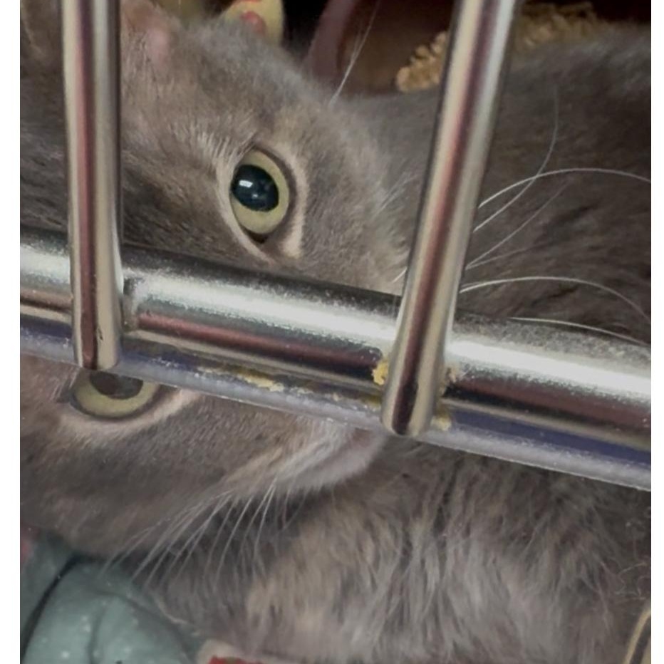 Enlarge Claire , a Adoptable Domestic Short Hair in North Kingstown, RI image 5/6