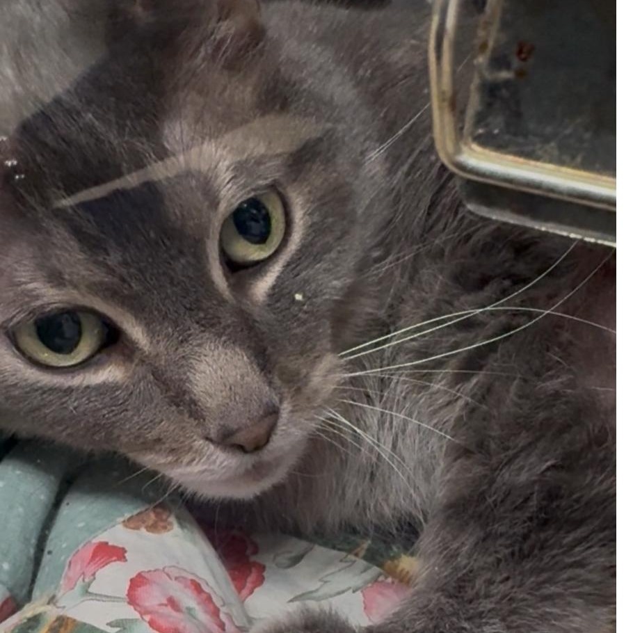 Enlarge Claire , a Adoptable Domestic Short Hair in North Kingstown, RI image 2/6