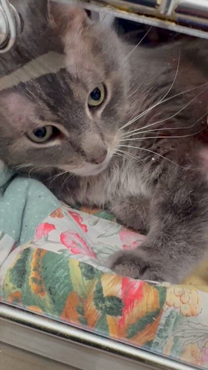 Enlarge Claire , a Adoptable Domestic Short Hair in North Kingstown, RI video 4/6