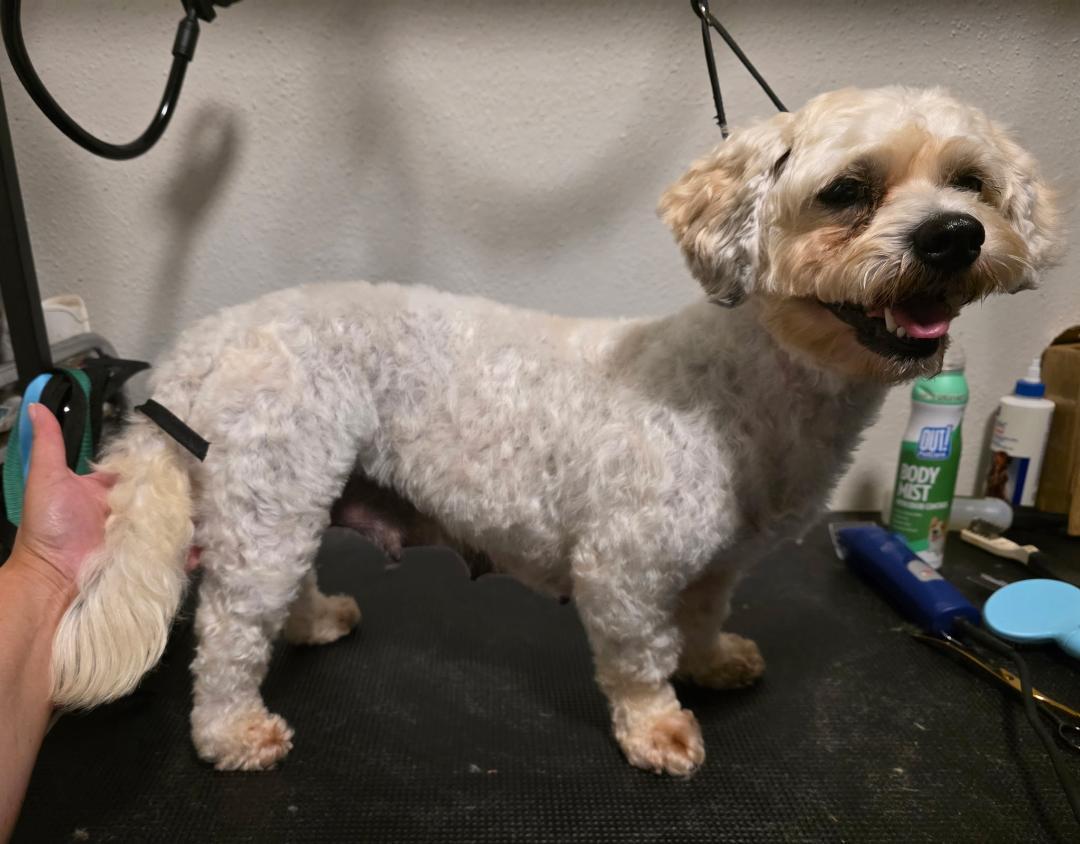 Lizzie Beth, a ADOPTABLE mixed breed in Carrollton, TX image 3/3