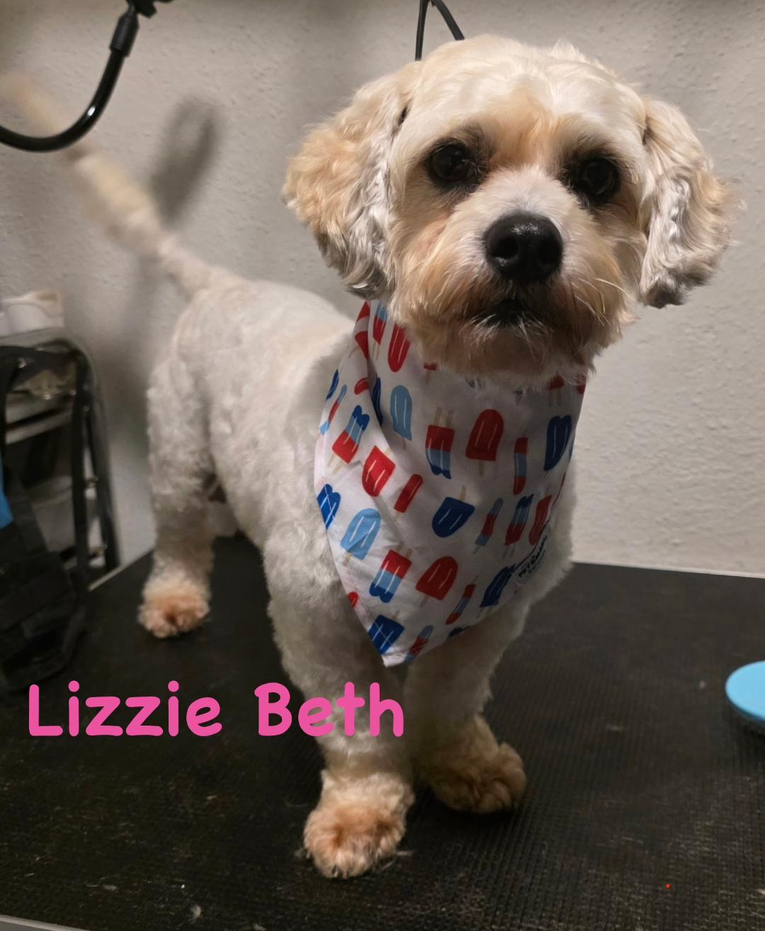 Lizzie Beth, ADOPTABLE, Adult Female Bichon Frise & Poodle.
