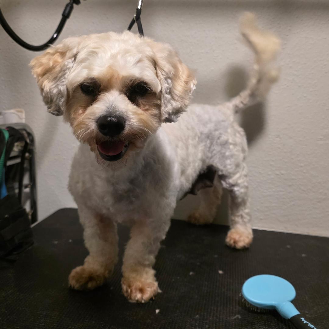 Lizzie Beth, a ADOPTABLE mixed breed in Carrollton, TX image 2/3