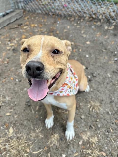 KATE, Adoptable, Adult Female Labrador Retriever & Mixed Breed.