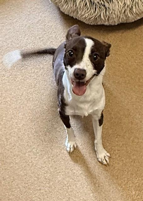 Enlarge Bug A216846, an adopted mixed breed in Plano, TX image 1/1