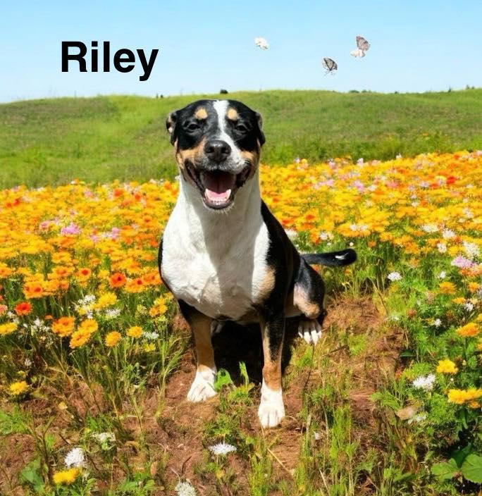 Riley