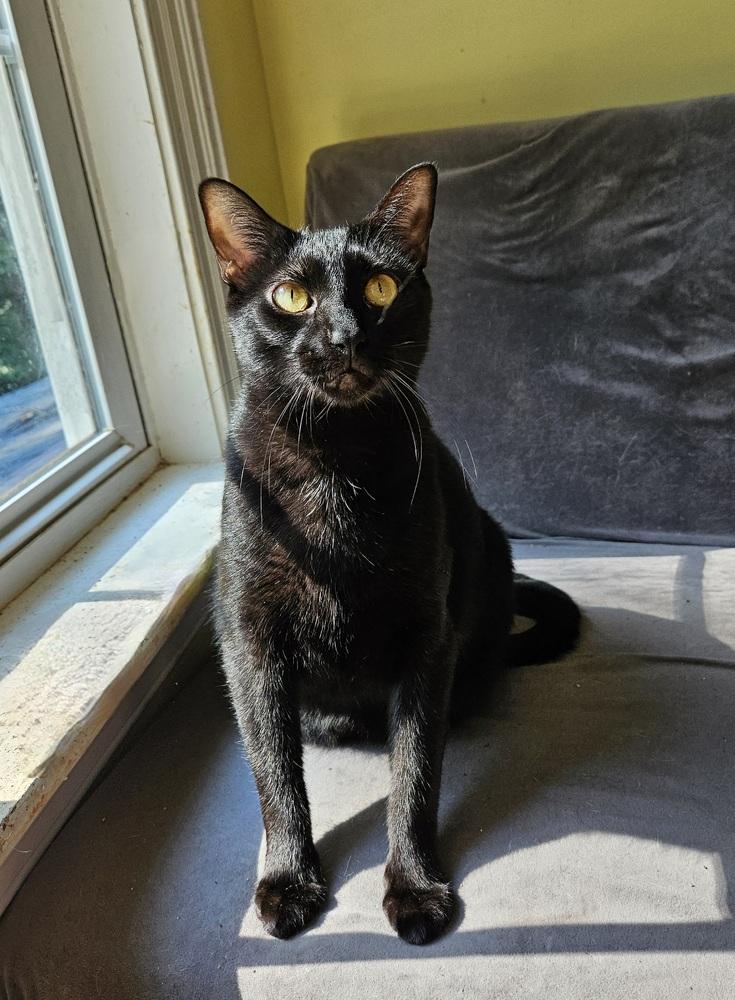 Luey, a Adoptable mixed breed in Greensboro, NC image 3/5