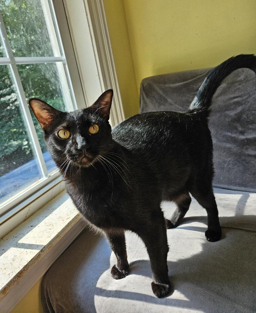 Luey, a Adoptable mixed breed in Greensboro, NC image 5/5