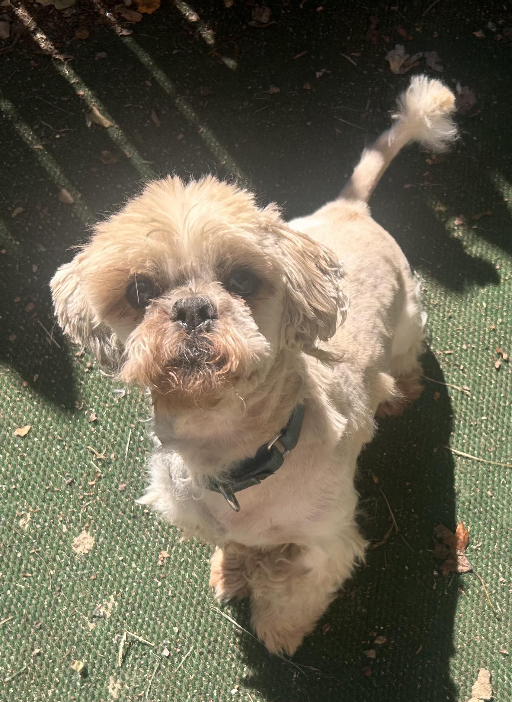 Enlarge Sweet Seniors, a Adoptable mixed breed in Oak Ridge, NJ image 1/6