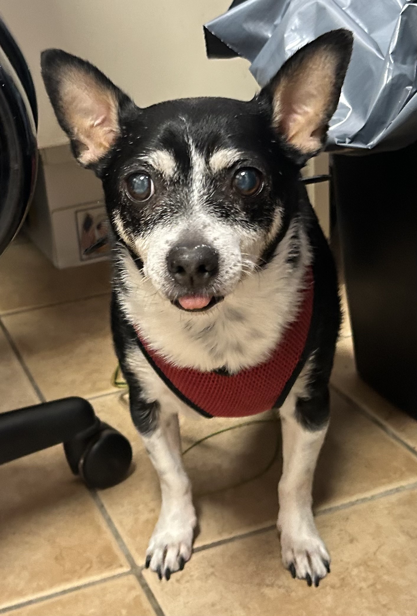 Enlarge Sweet Seniors, a Adoptable mixed breed in Oak Ridge, NJ image 2/6