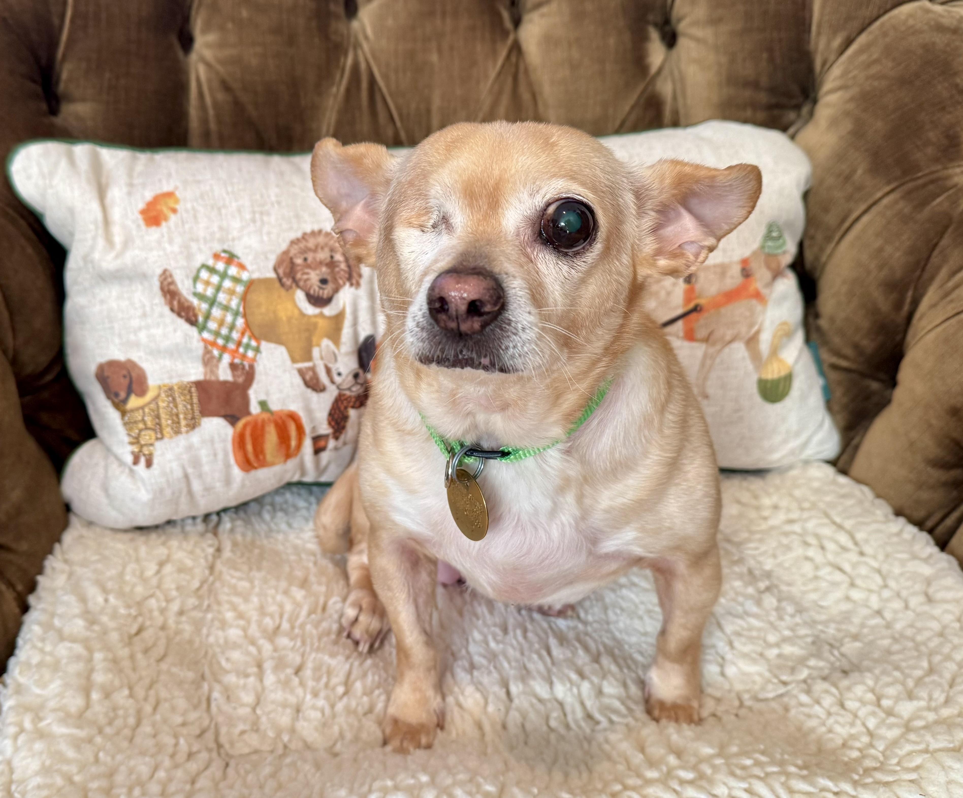 Enlarge Sweet Seniors, a Adoptable mixed breed in Oak Ridge, NJ image 3/6