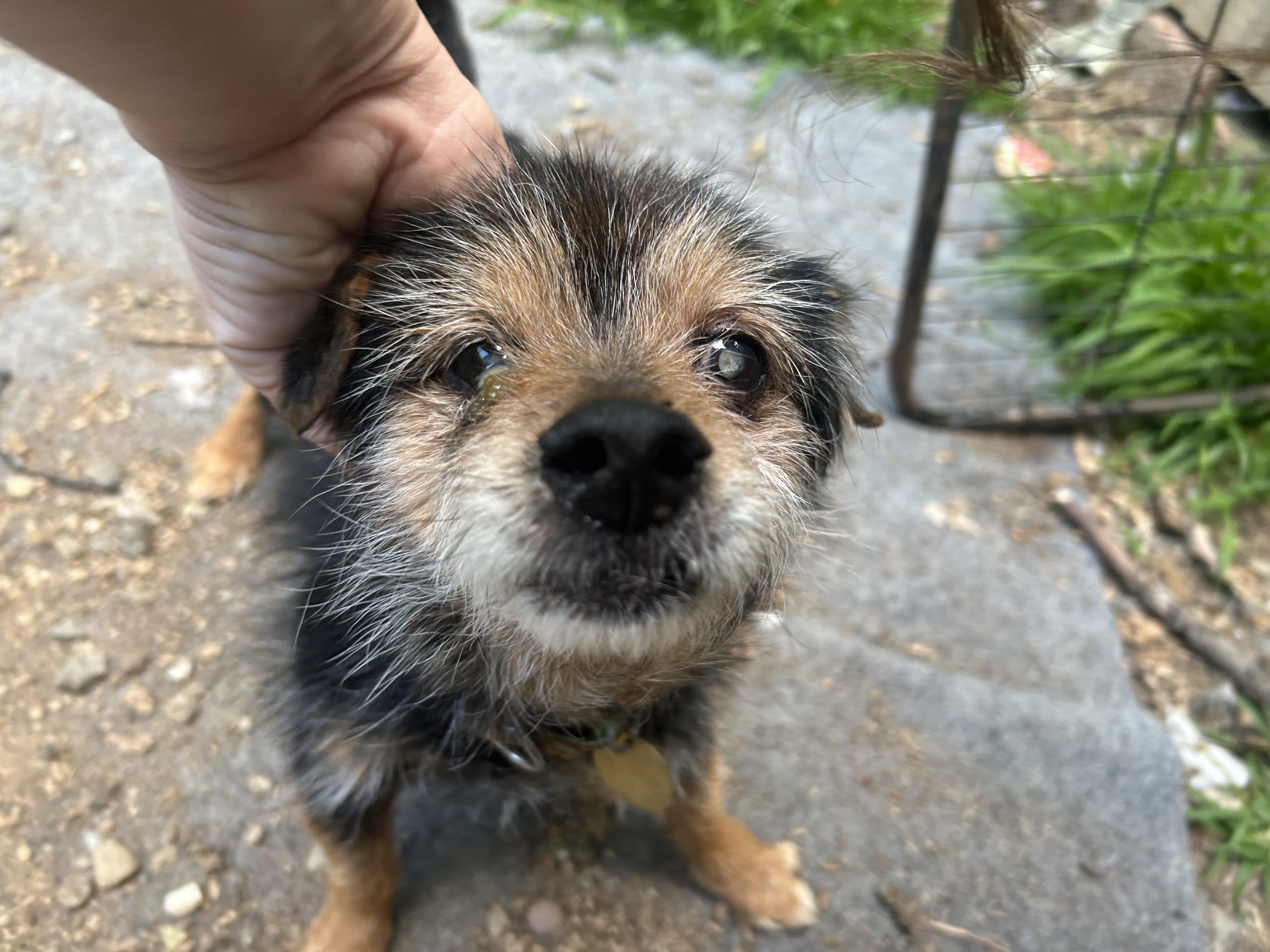 Sweet Seniors, a Adoptable mixed breed in Oak Ridge, NJ image 4/6
