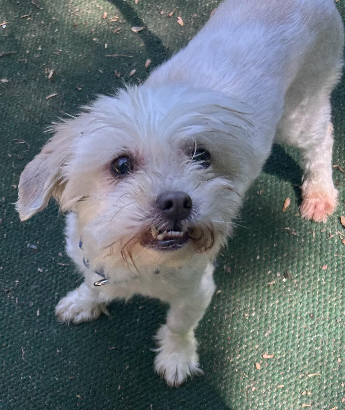 Enlarge Sweet Seniors, a Adoptable mixed breed in Oak Ridge, NJ image 4/5