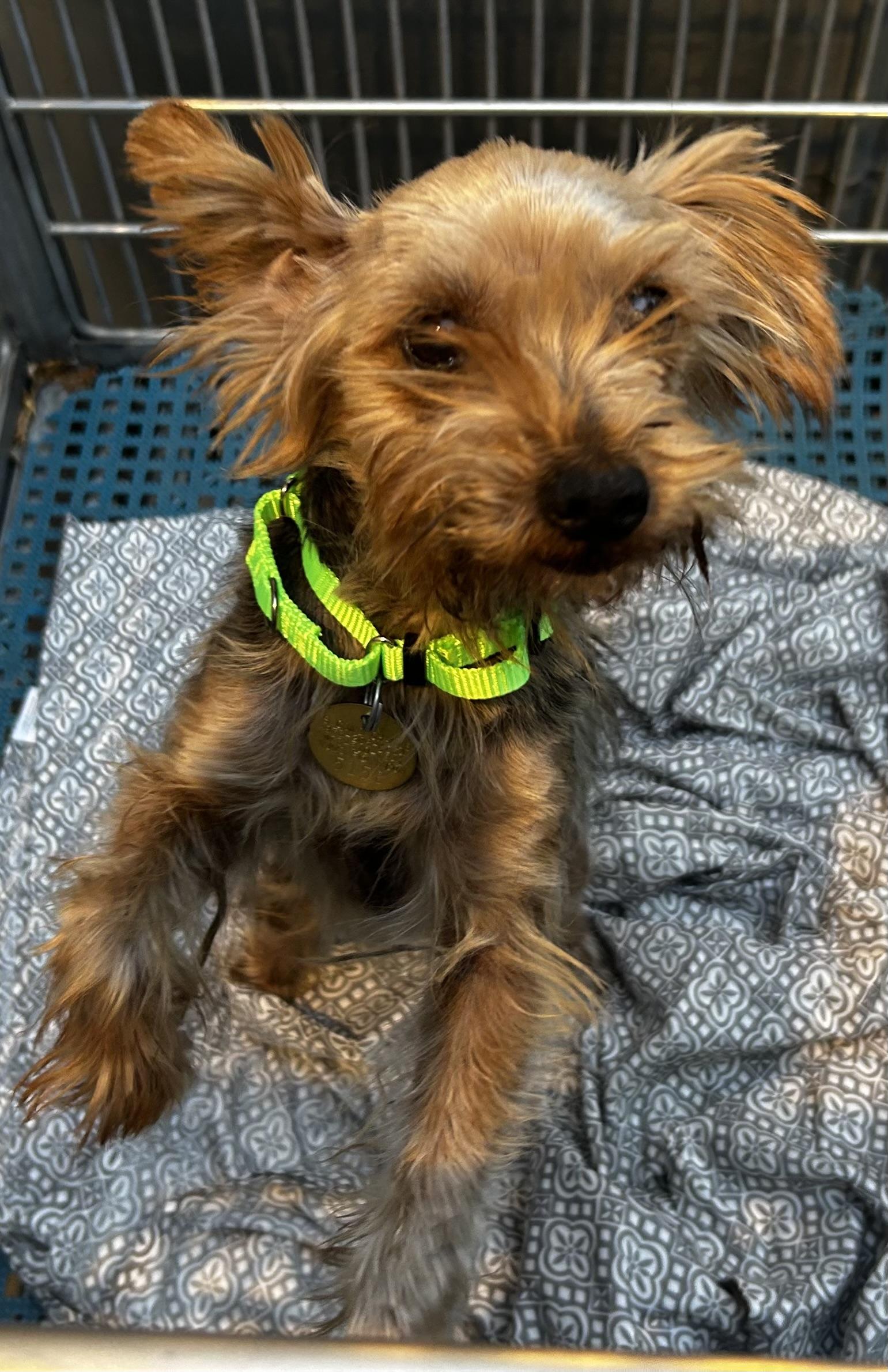 Enlarge Sweet Seniors, a Adoptable mixed breed in Oak Ridge, NJ image 6/6