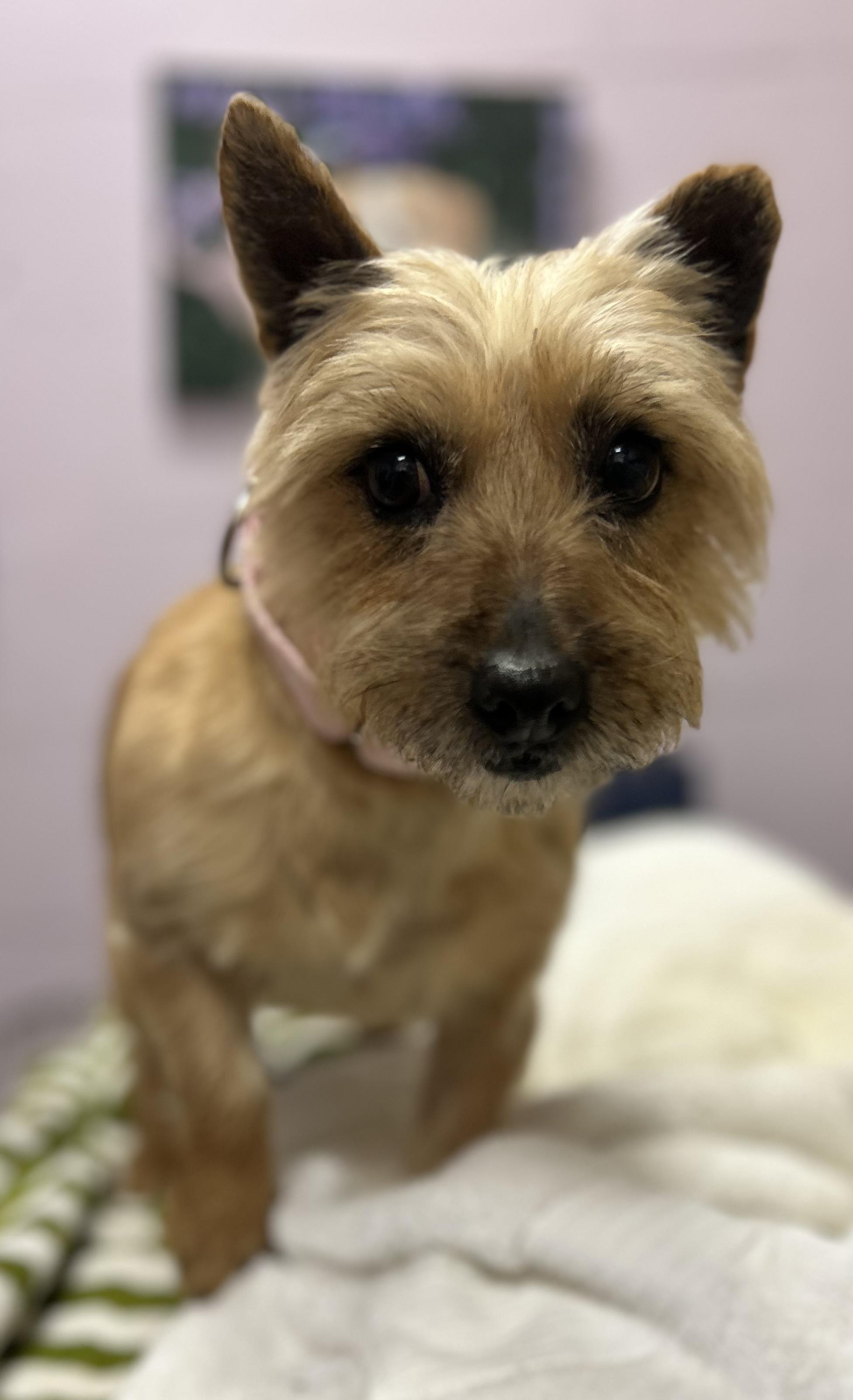 Enlarge Sweet Seniors, a Adoptable mixed breed in Oak Ridge, NJ image 6/6