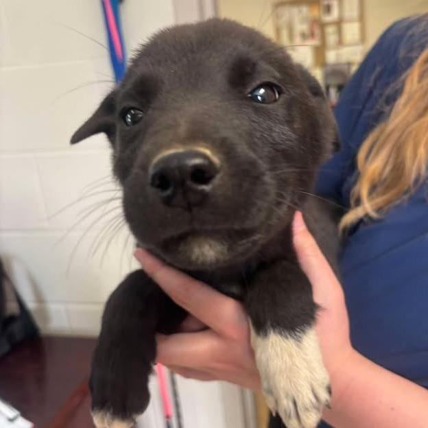 Boop - k017, ADOPTABLE, Puppy Male Black Labrador Retriever.