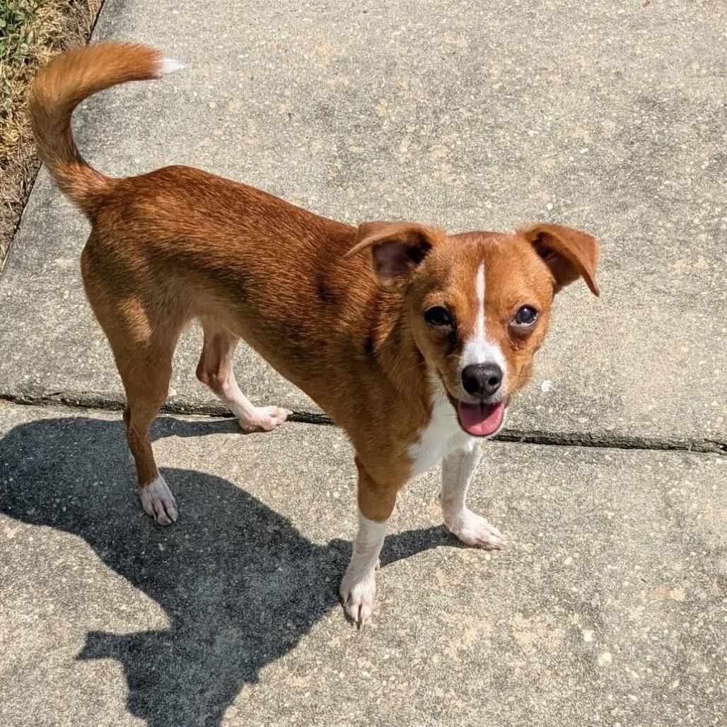 Oregano, Adoptable, Adult Male Chihuahua.