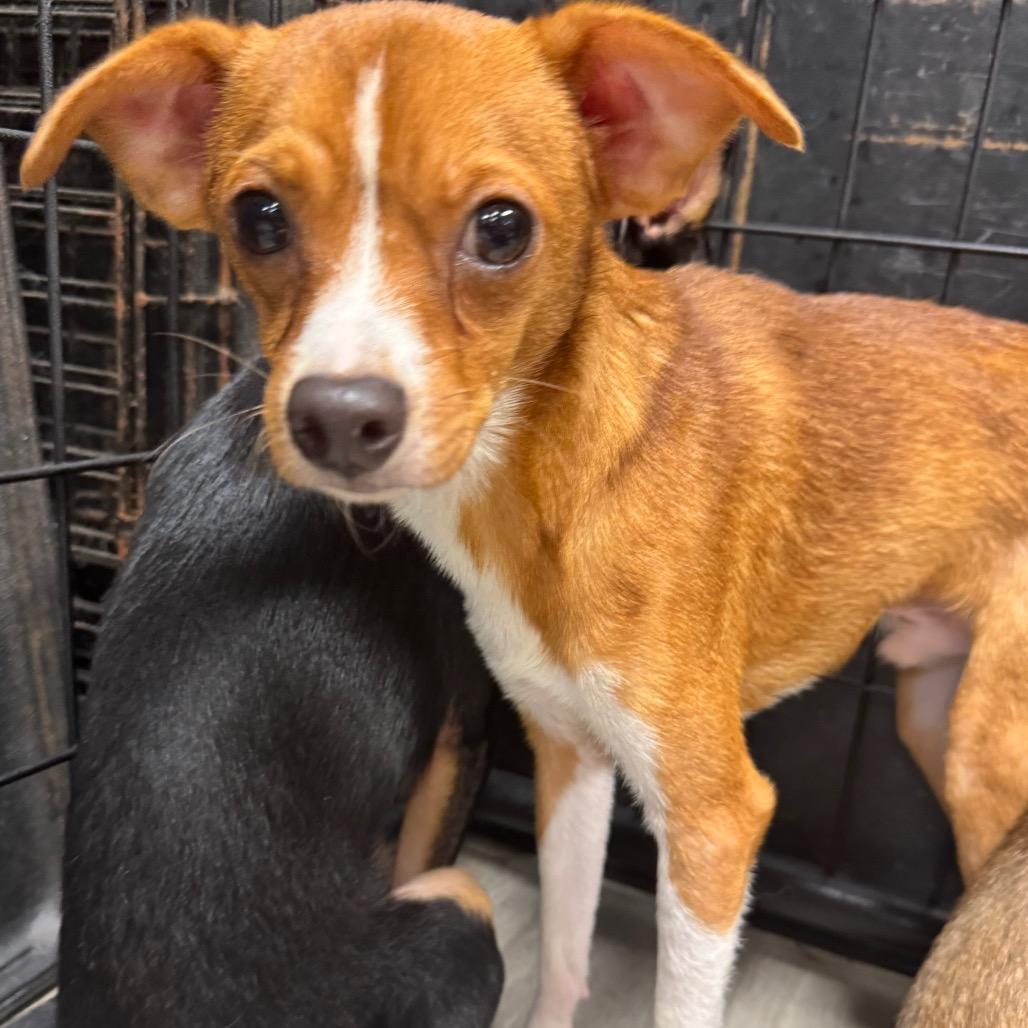 Oregano, a Adoptable Chihuahua in Baton Rouge, LA image 1/4