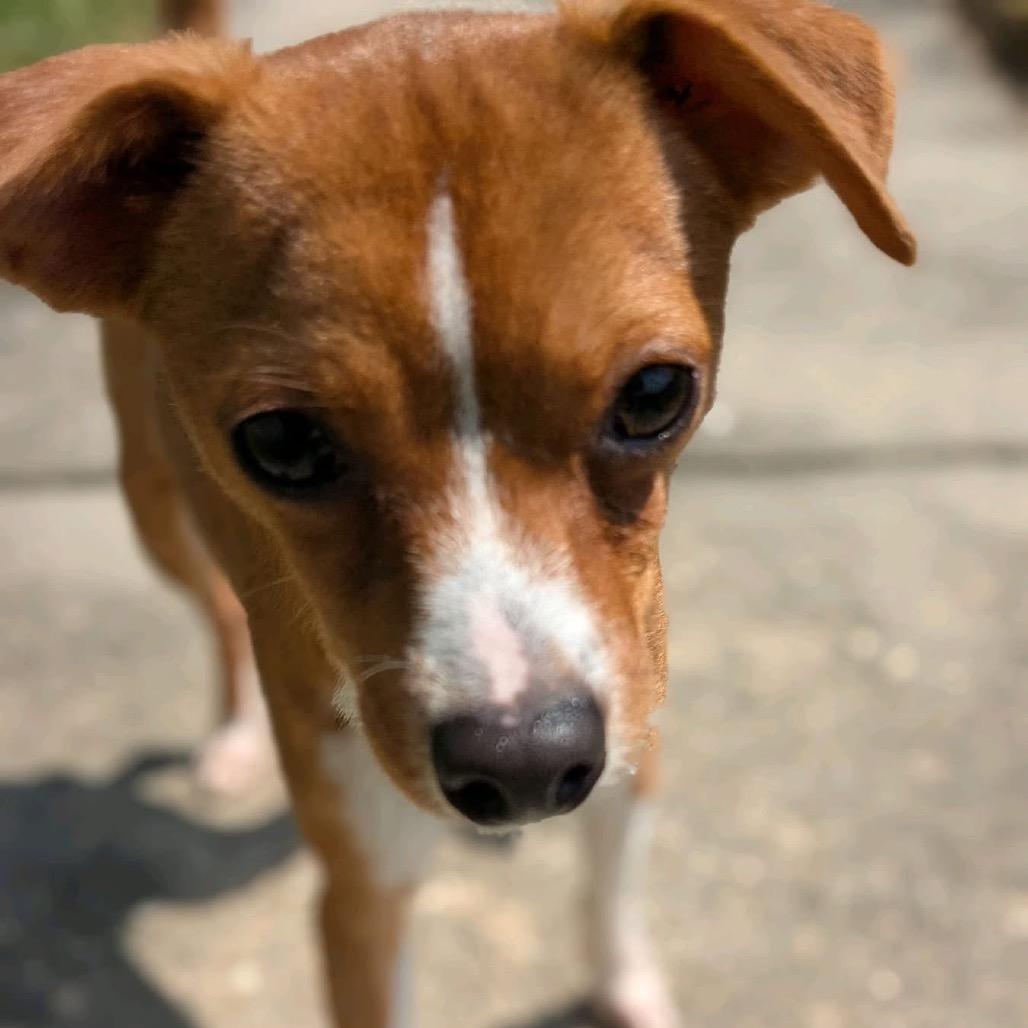 Oregano, a Adoptable Chihuahua in Baton Rouge, LA image 2/4