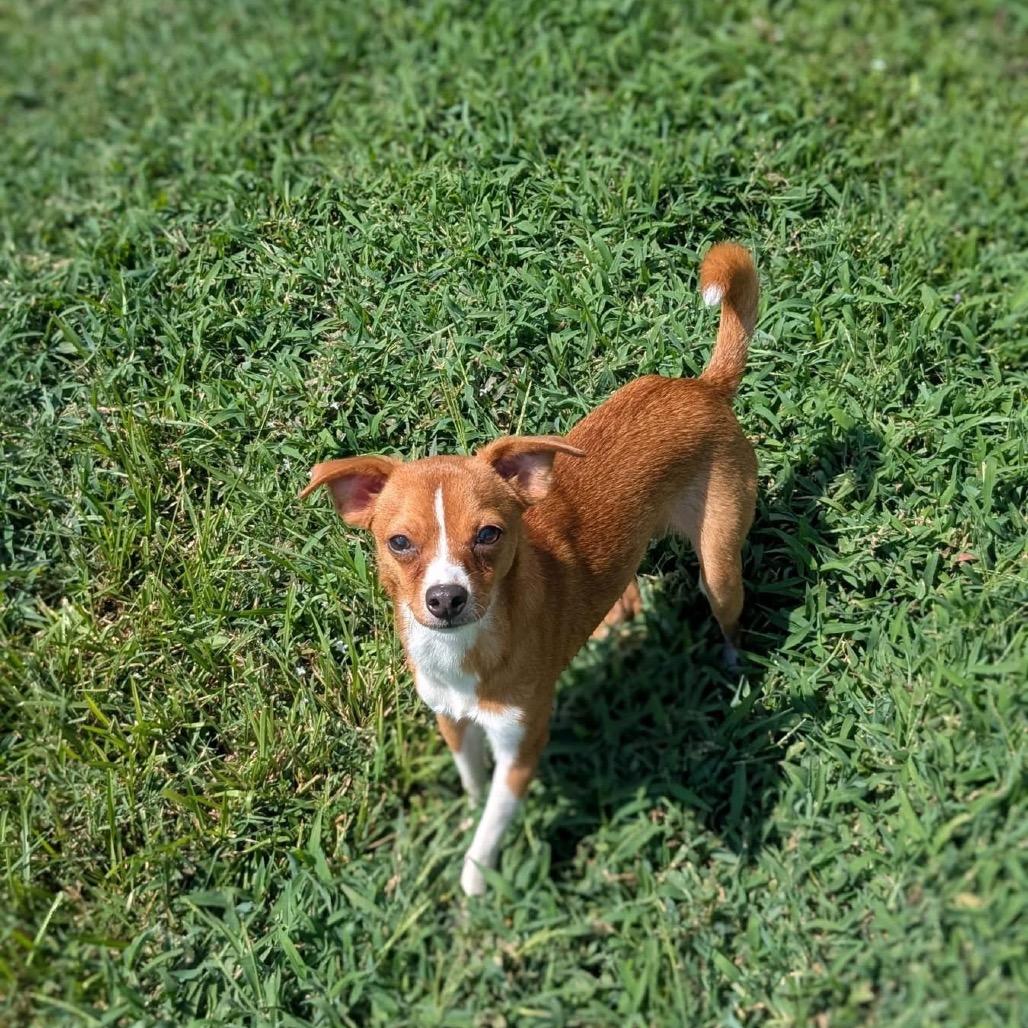 Oregano, a Adoptable Chihuahua in Baton Rouge, LA image 3/4
