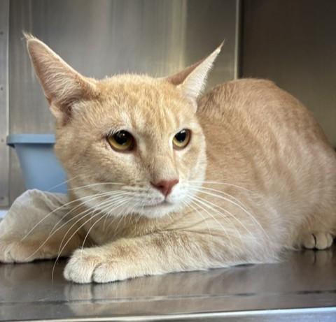 Enlarge Nugget - Bonded Pair, a Adoptable Tabby in Canoga Park, CA image 2/2