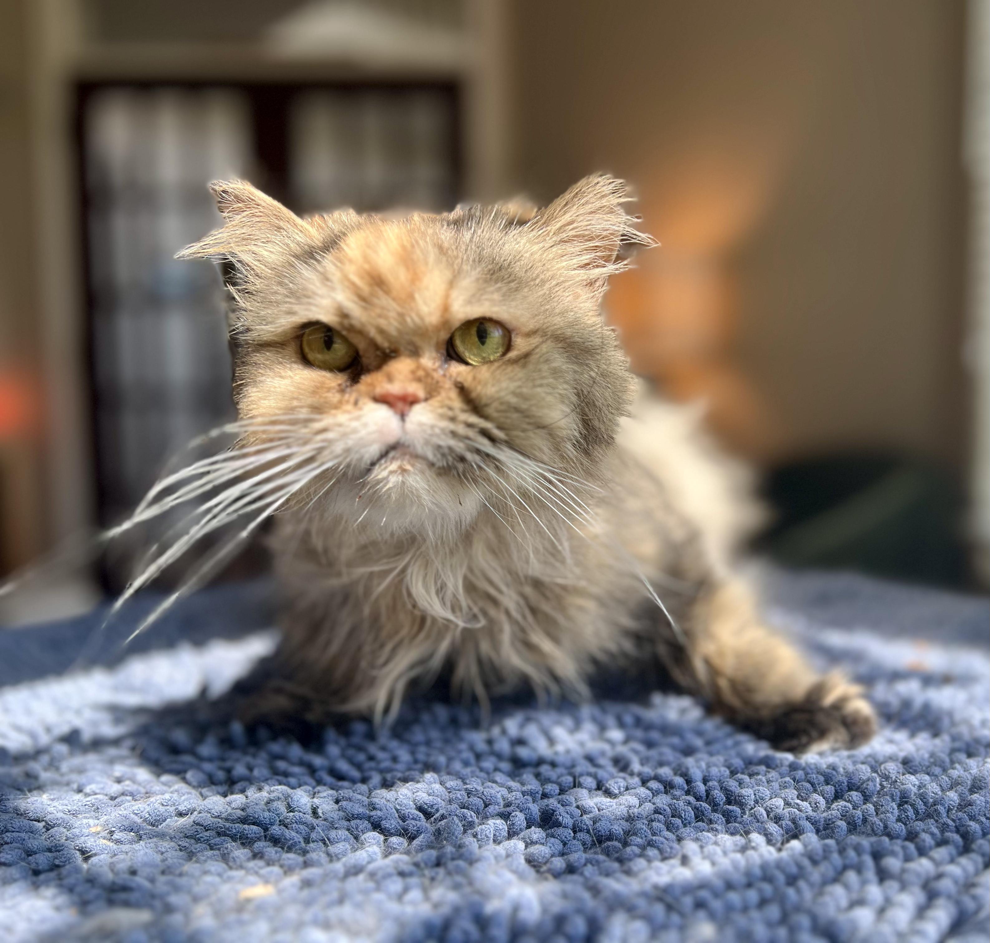 Enlarge KISSA, a Adopted Persian in valparaiso, IN image 3/6