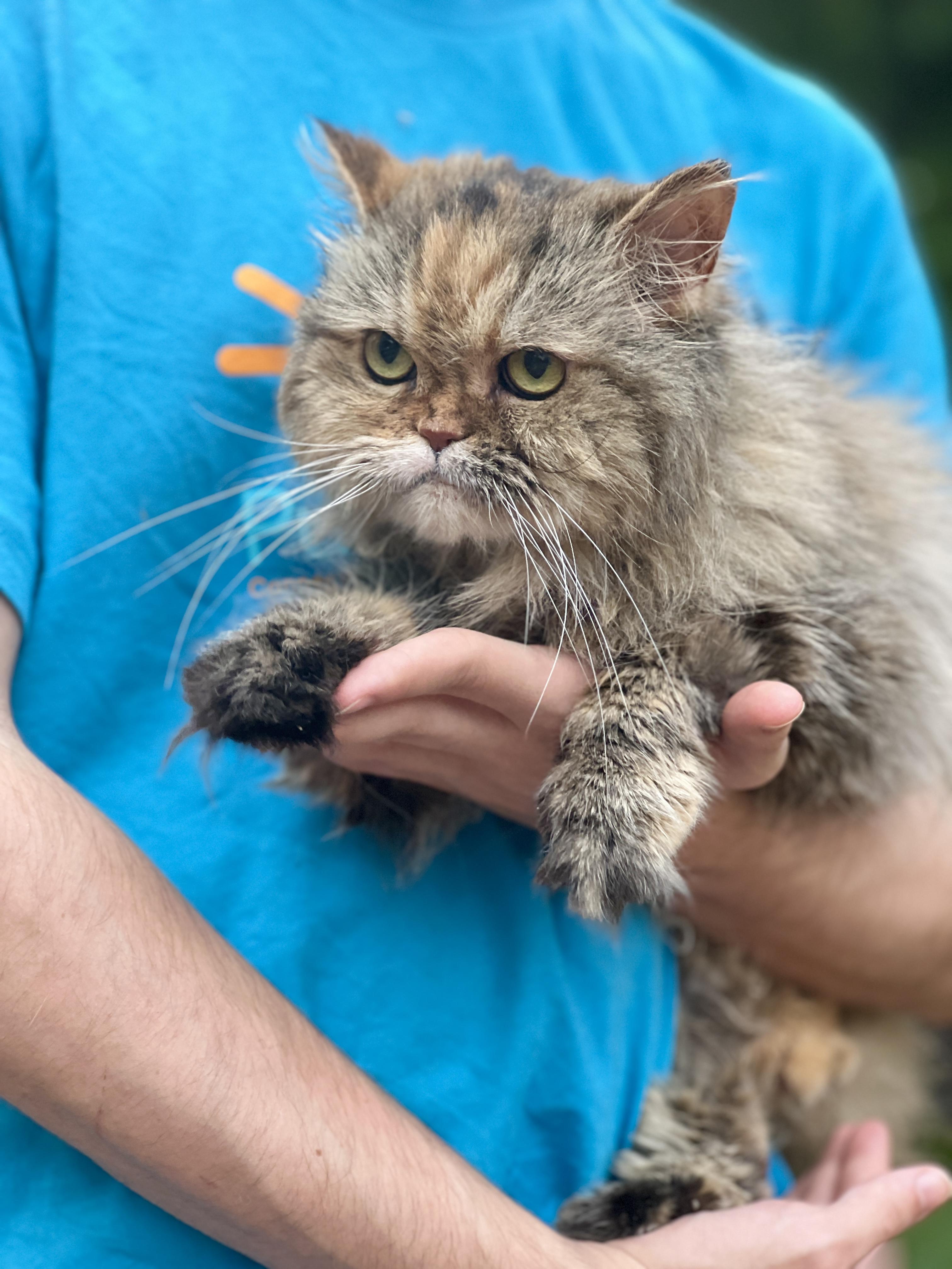 Enlarge KISSA, a Adopted Persian in valparaiso, IN image 4/6
