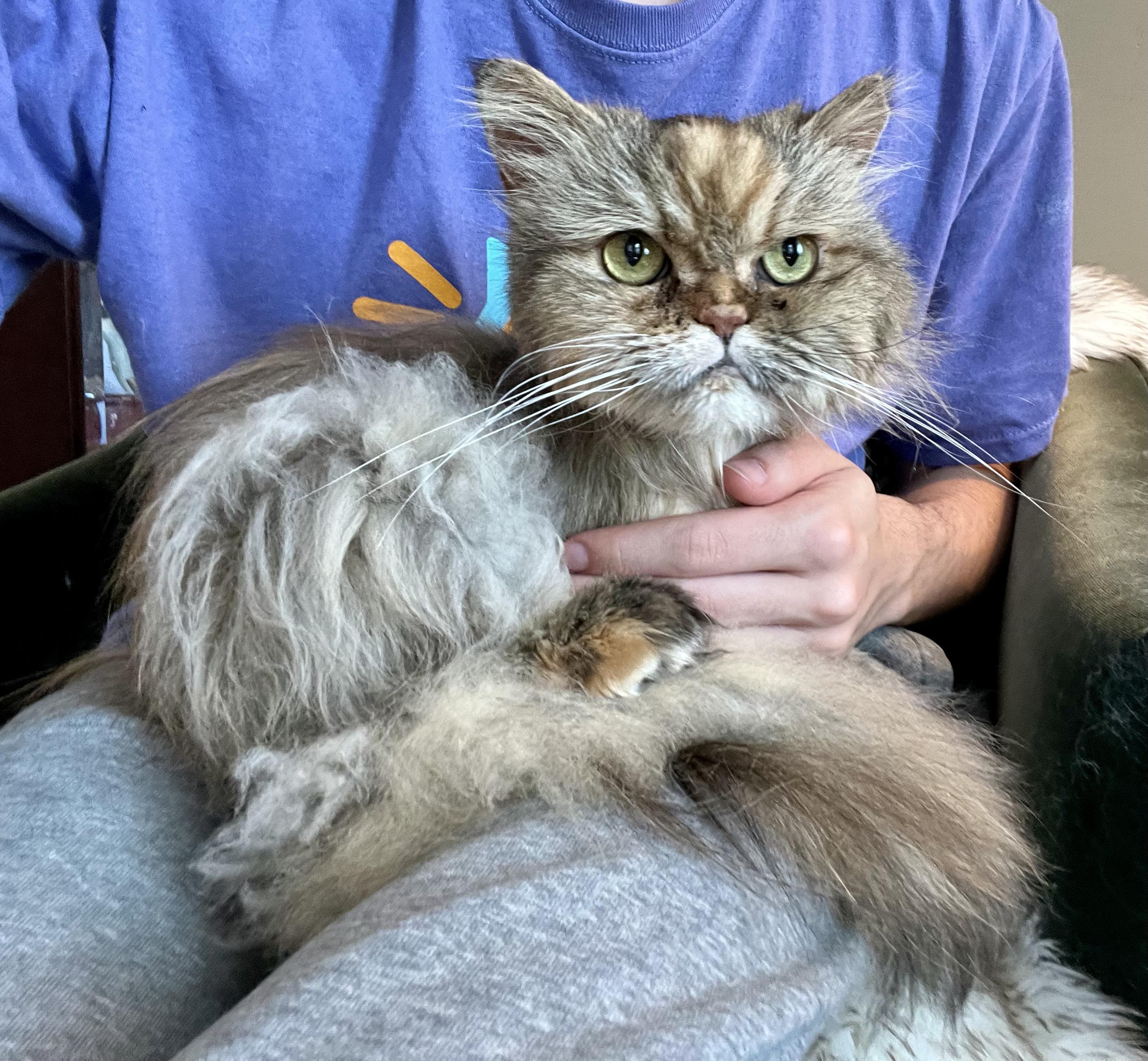 Enlarge KISSA, a Adopted Persian in valparaiso, IN image 2/6