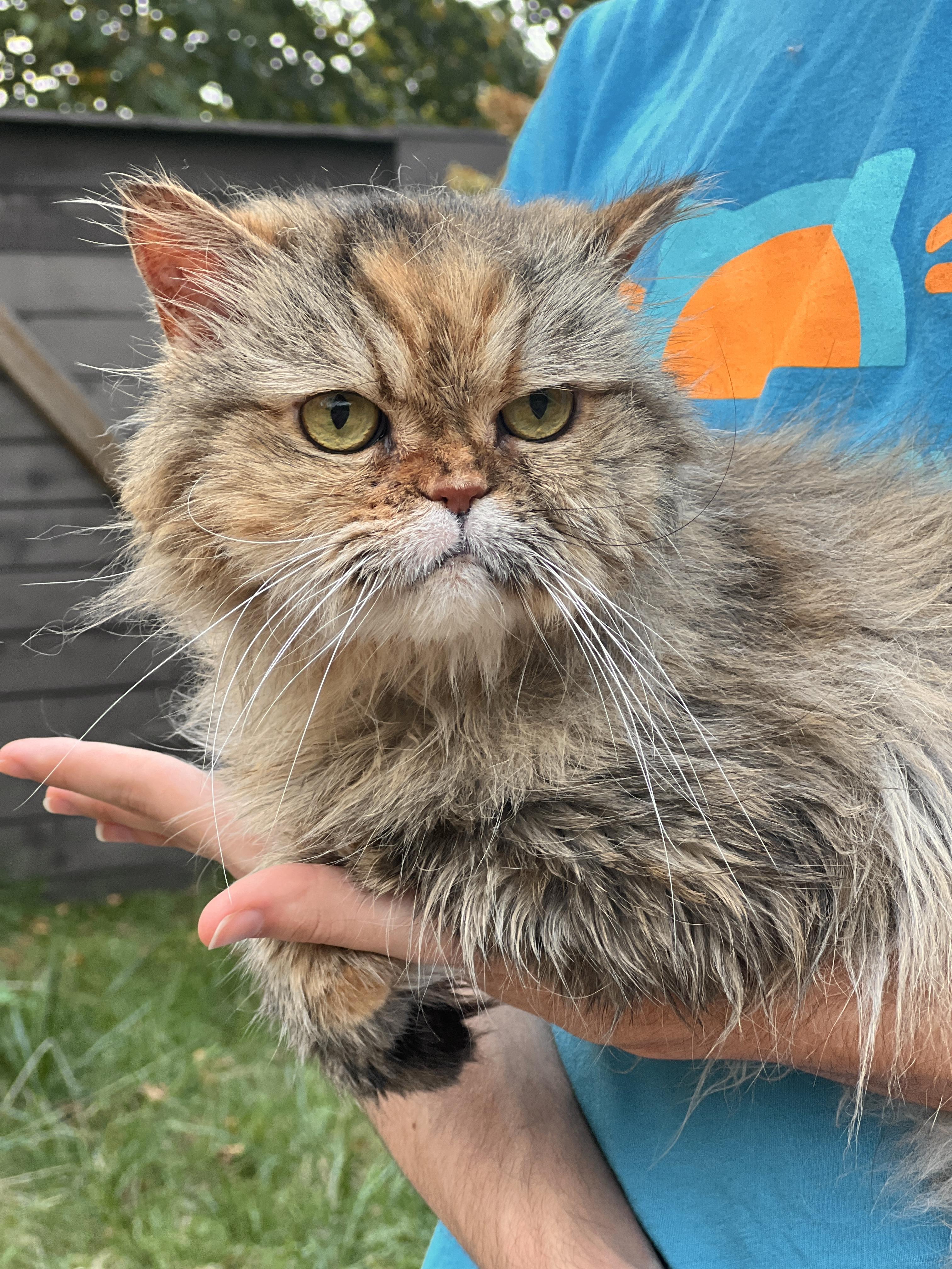 KISSA, Adopted, Adult Female Persian.
