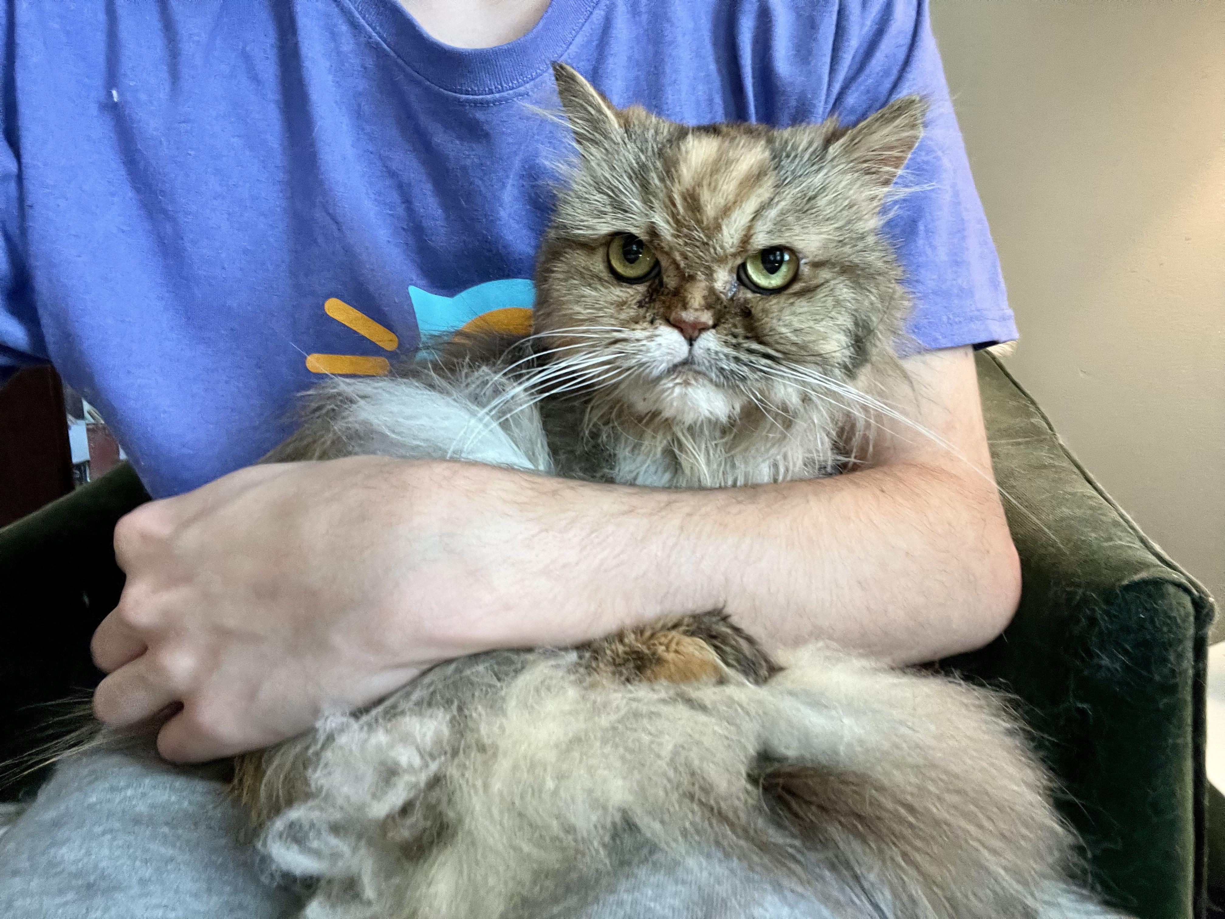 Enlarge KISSA, a Adopted Persian in valparaiso, IN image 6/6