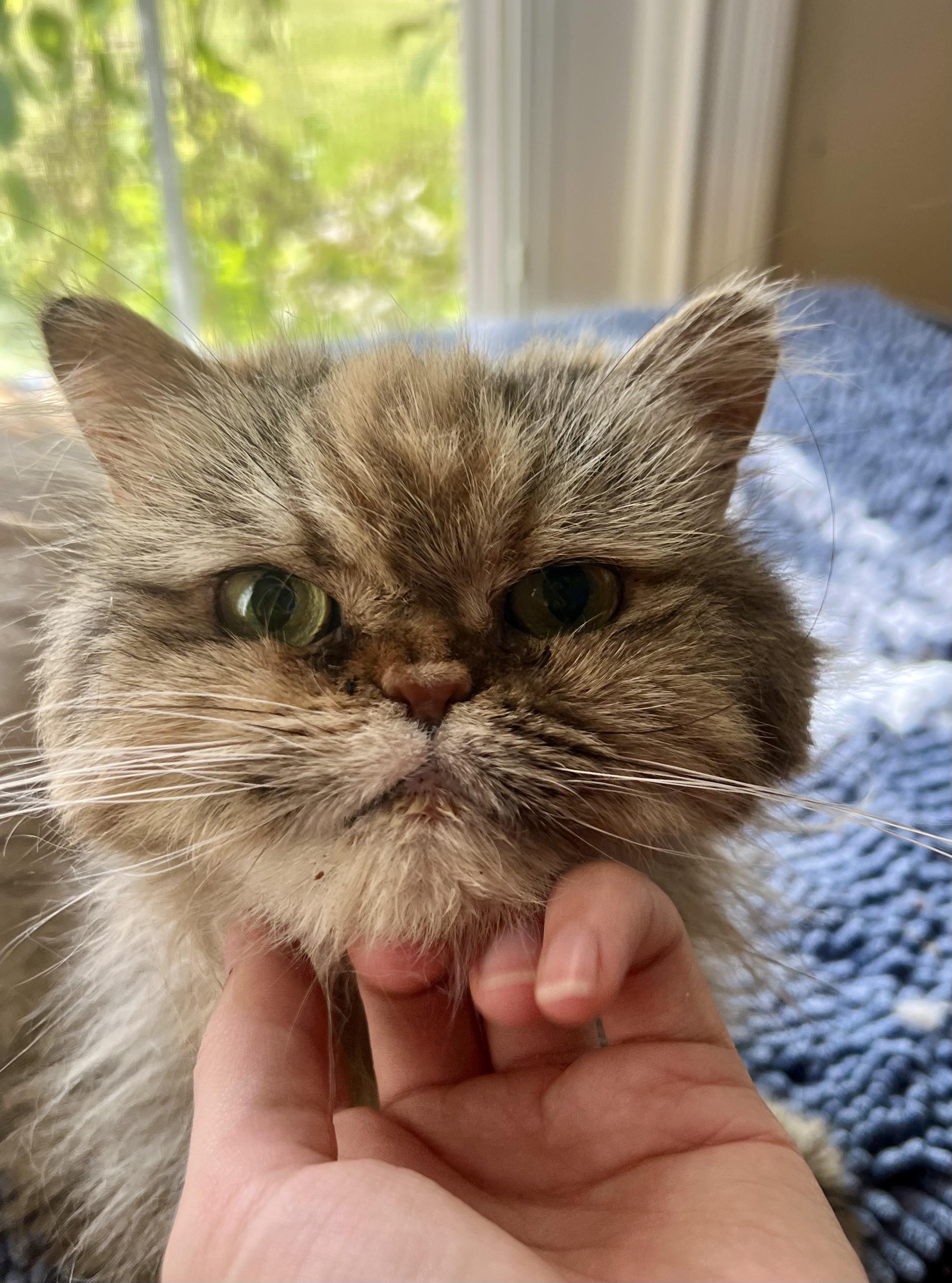 Enlarge KISSA, a Adopted Persian in valparaiso, IN image 5/6