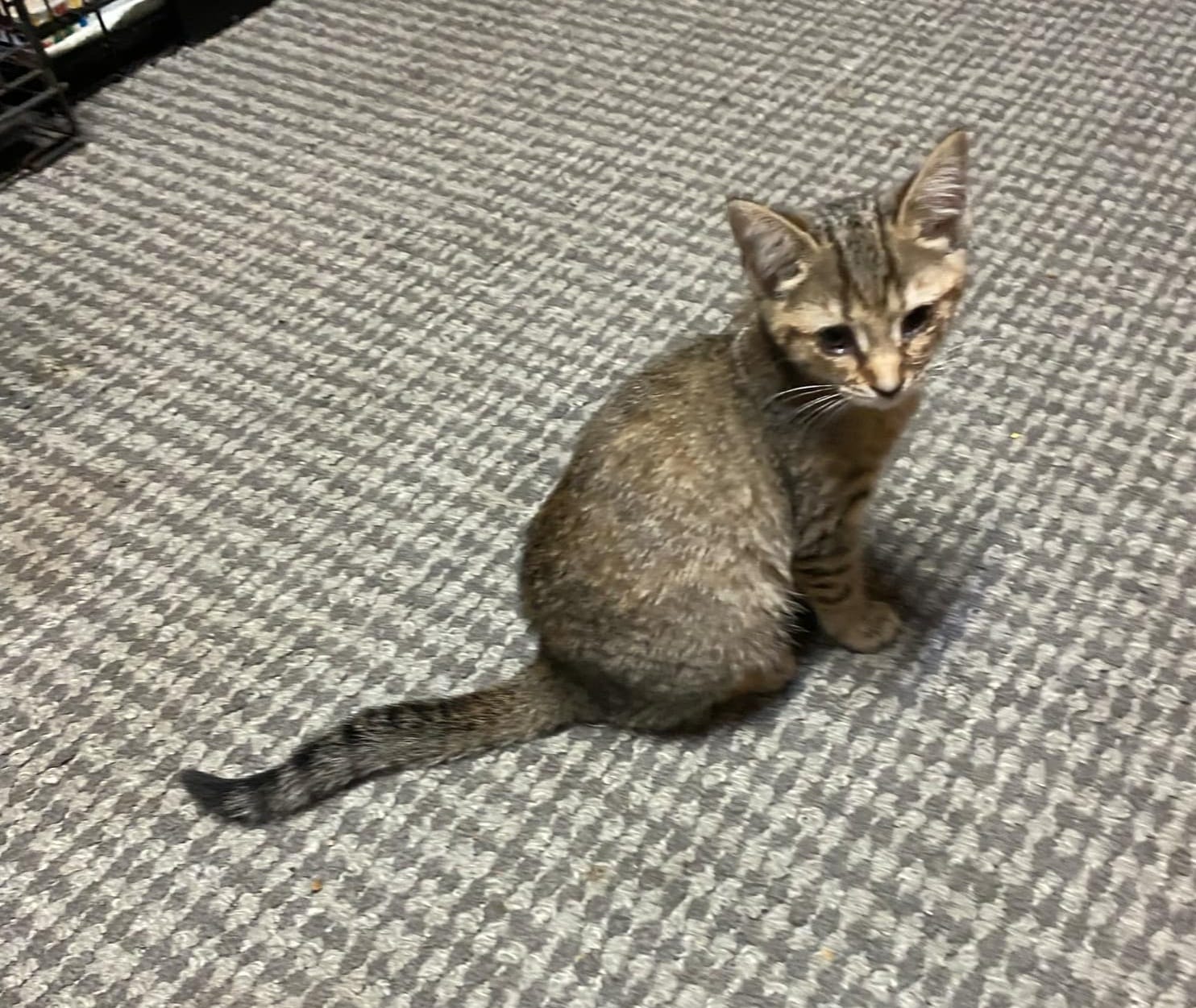 Cat for adoption Peanut, a Tabby in Mount Pleasant, NC Petfinder