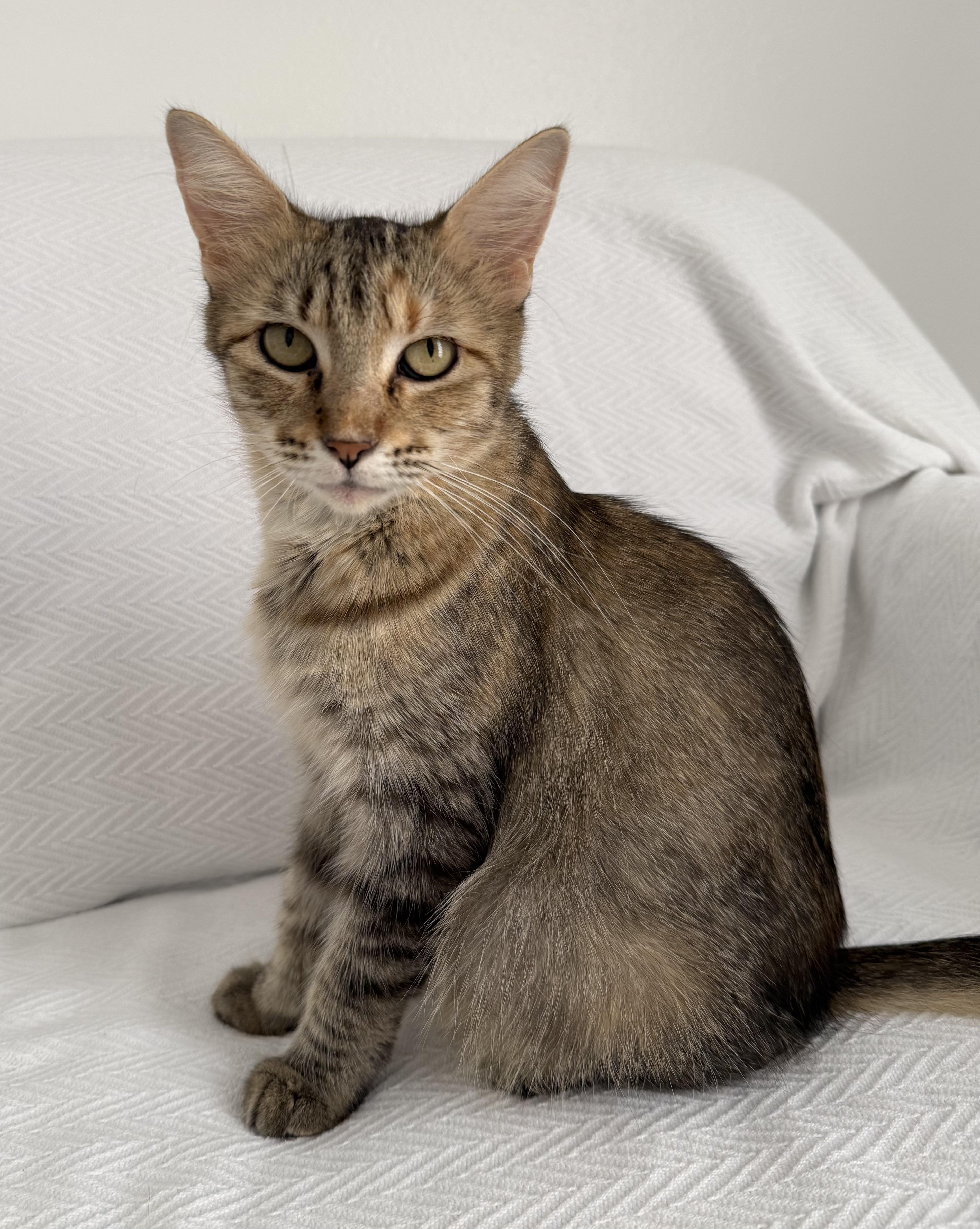 Trix, ADOPTABLE, Adult Female Domestic Medium Hair.