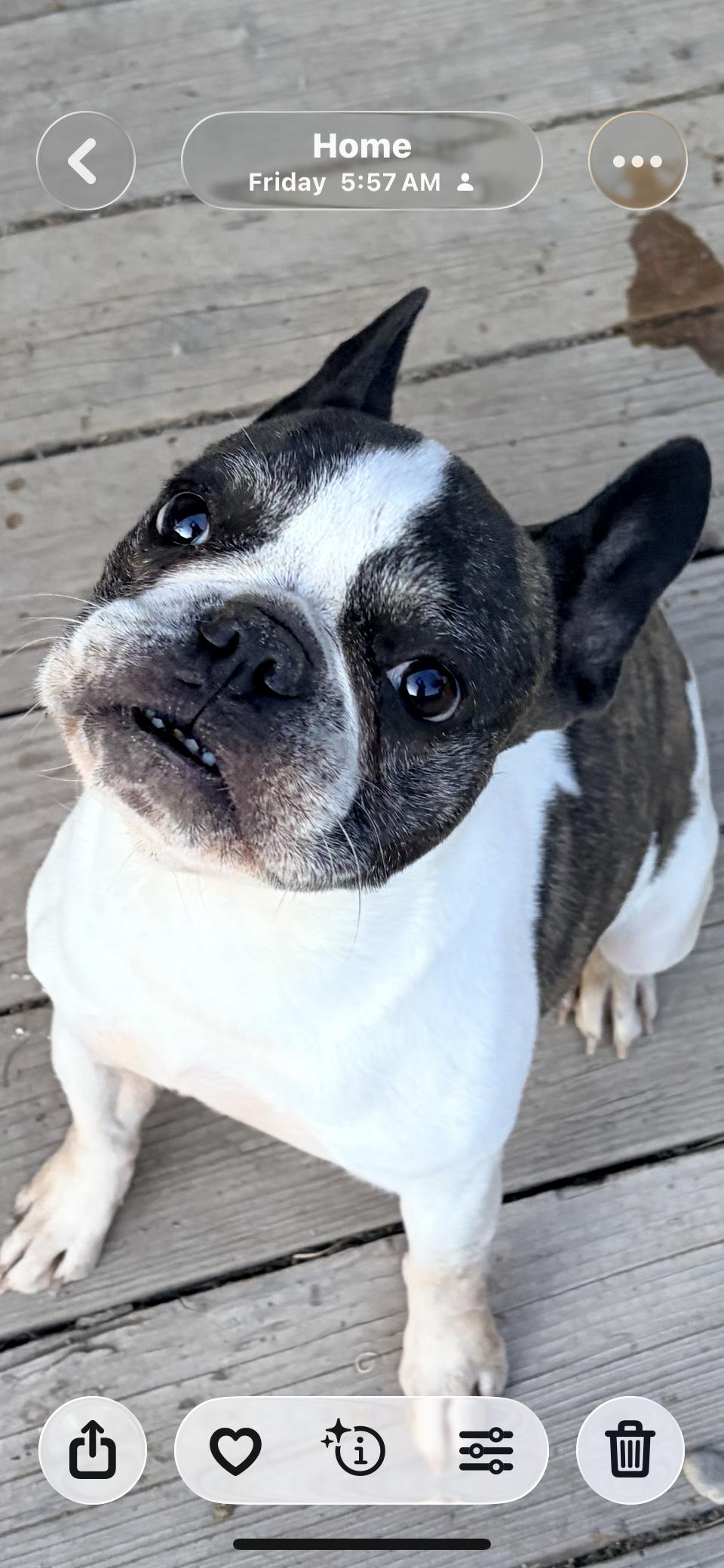 Kano, an adopted French Bulldog in Price, UT image 2/2