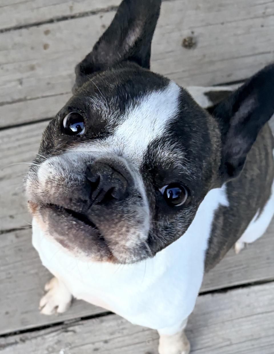 Kano, adopted, Adult Male French Bulldog.