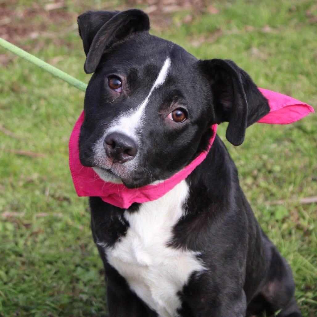 Sheila in NH! Come Meet our Adoptable Dogs Wednesday-Saturday. More info in Bio! , ADOPTABLE, Puppy Female Collie.