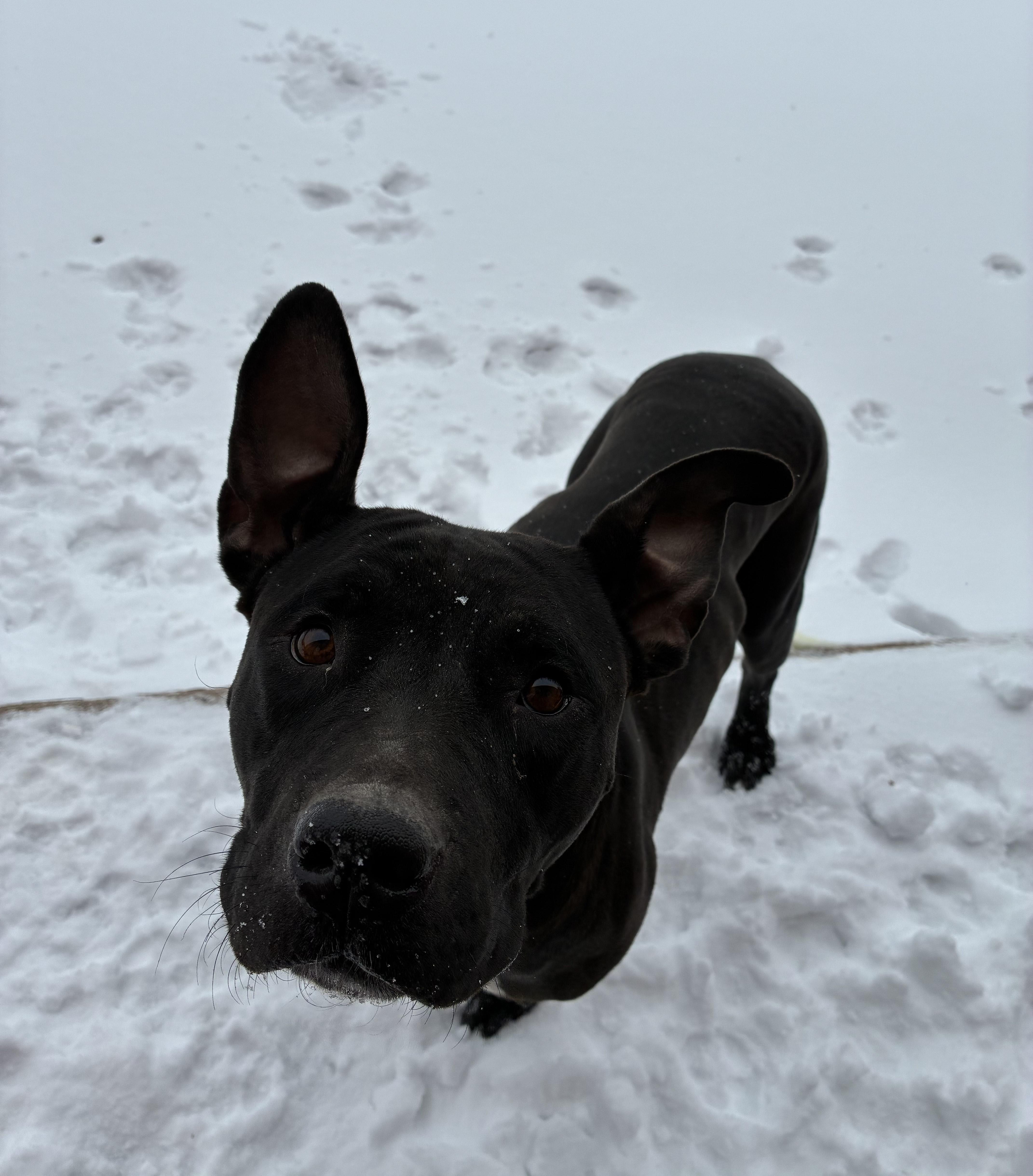 Avery , ADOPTABLE, Adult Female Mixed Breed.