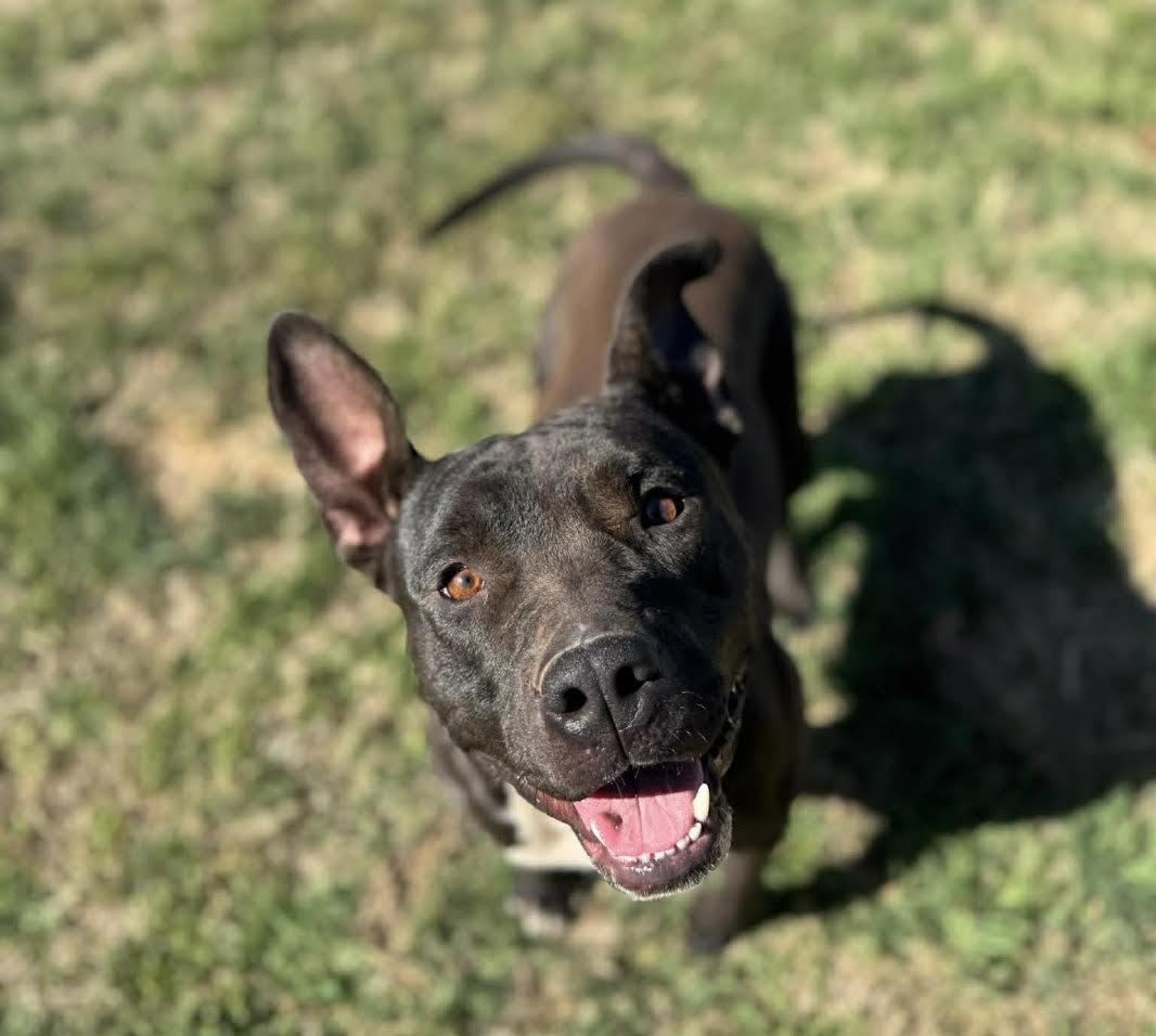 Enlarge Avery , a ADOPTABLE Mixed Breed in Chickasha, OK image 1/5