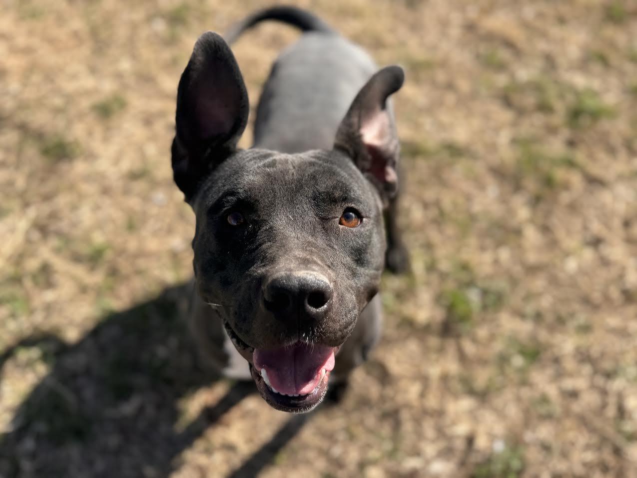 Enlarge Avery , a ADOPTABLE Mixed Breed in Chickasha, OK image 2/5