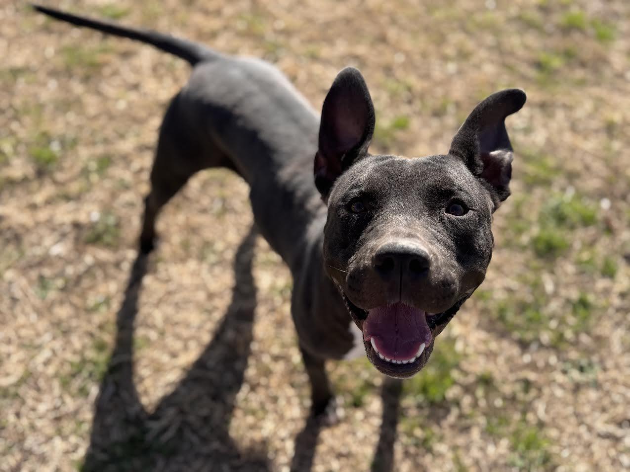 Enlarge Avery , a ADOPTABLE Mixed Breed in Chickasha, OK image 3/5