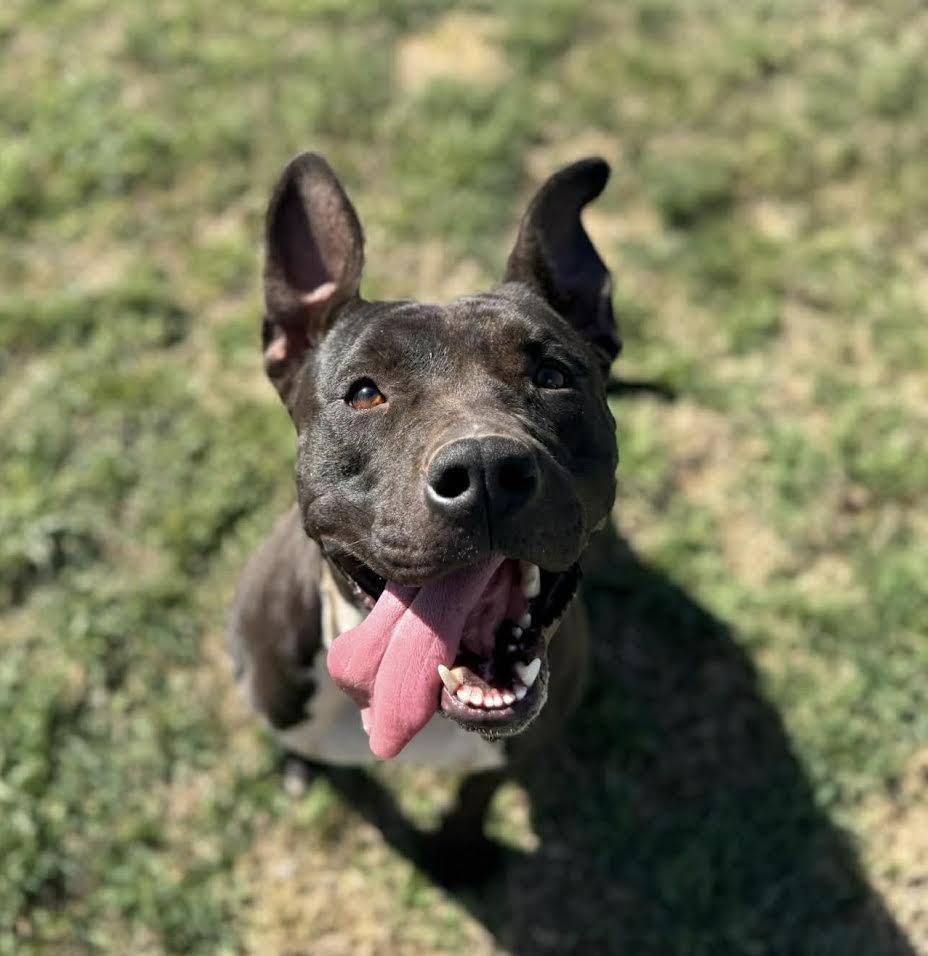 Enlarge Avery , a ADOPTABLE Mixed Breed in Chickasha, OK image 5/5