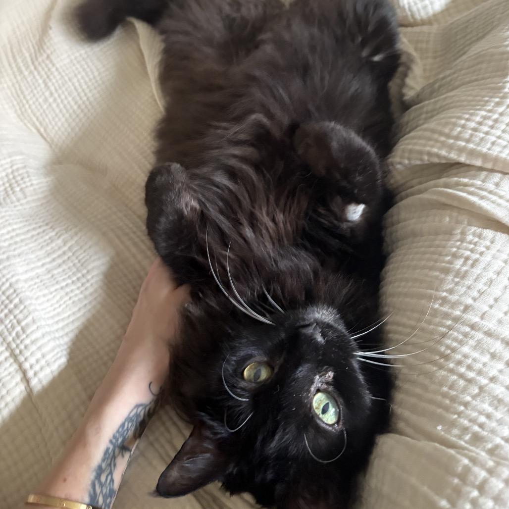 Sheba — thumbnail 3