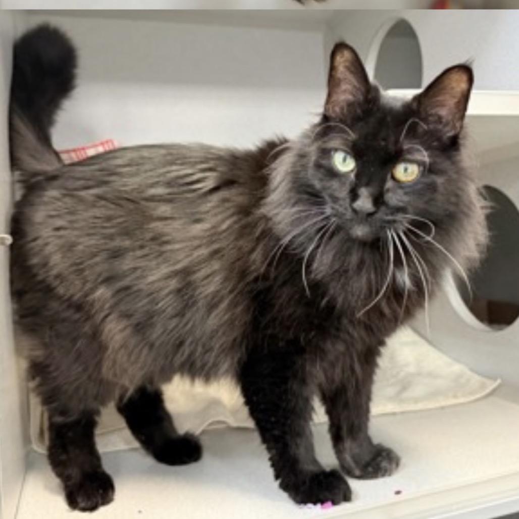 Sheba — thumbnail 4