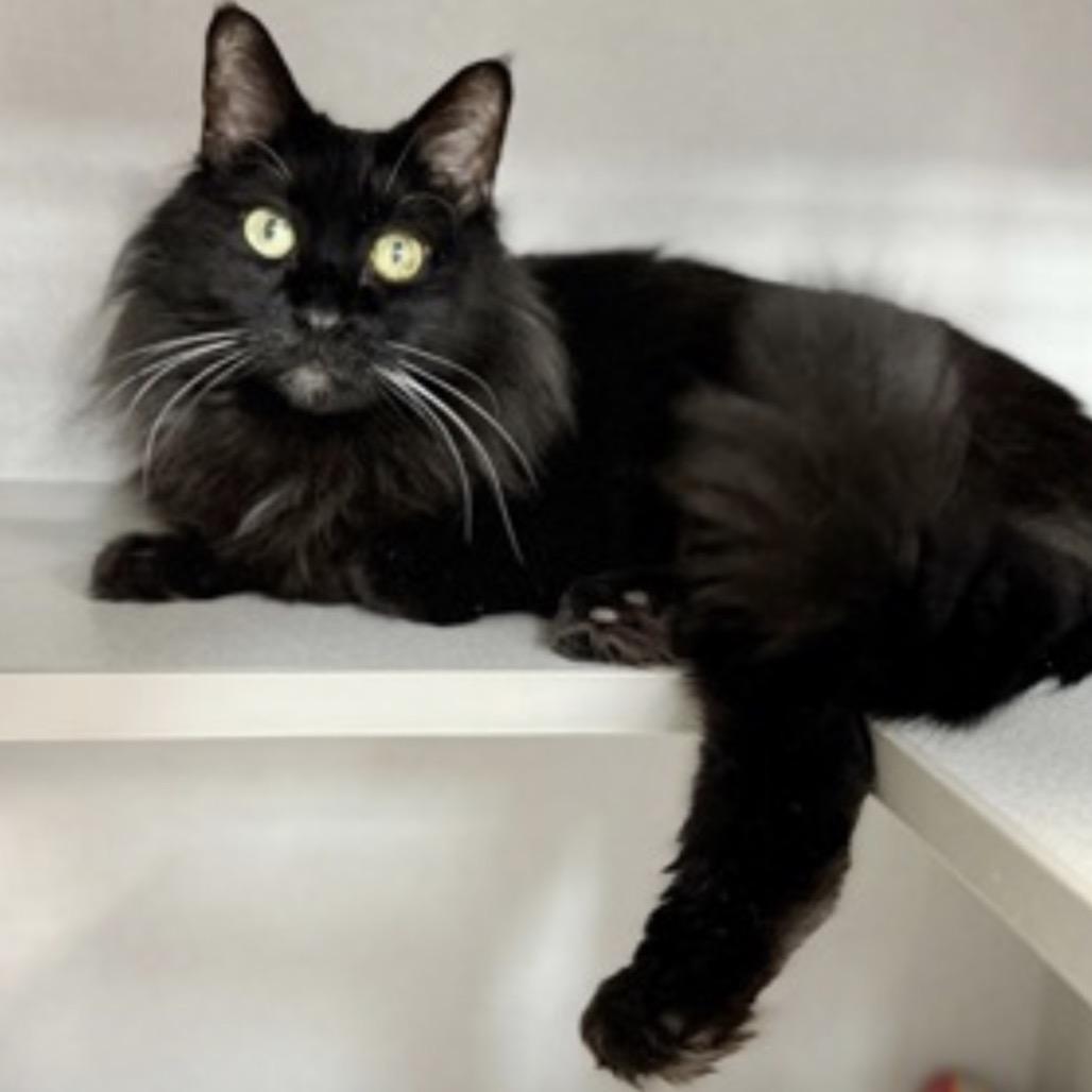 Sheba — thumbnail 5