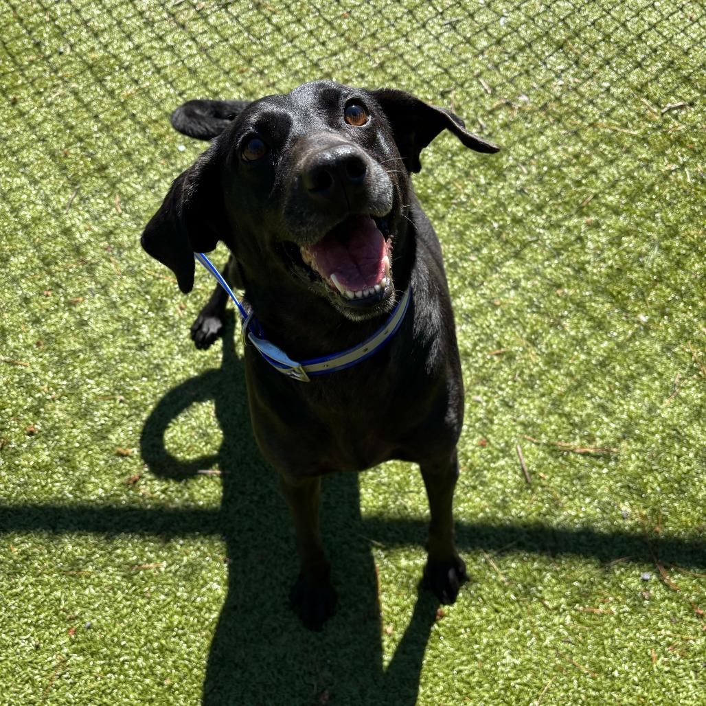 Polly Pocket, Adoptable, Adult Female Black Labrador Retriever.