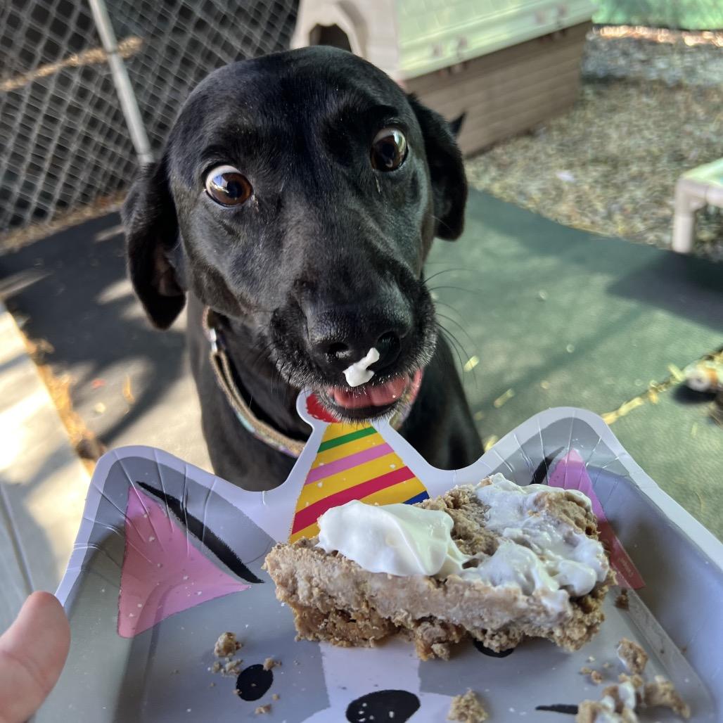 Enlarge Polly Pocket, a Adoptable Black Labrador Retriever in Waynesville, NC image 2/6