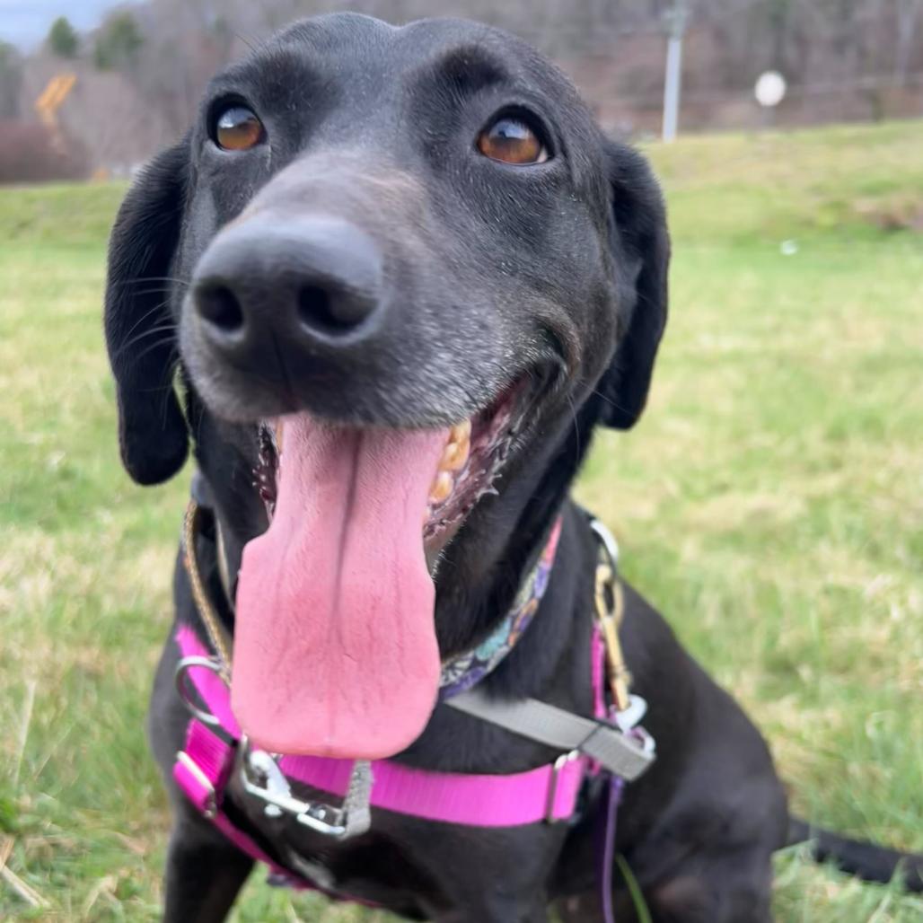 Enlarge Polly Pocket, a Adoptable Black Labrador Retriever in Waynesville, NC image 3/6