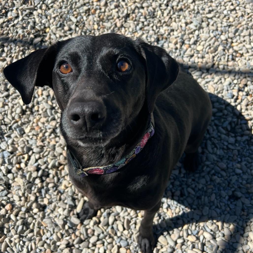 Enlarge Polly Pocket, a Adoptable Black Labrador Retriever in Waynesville, NC image 4/6