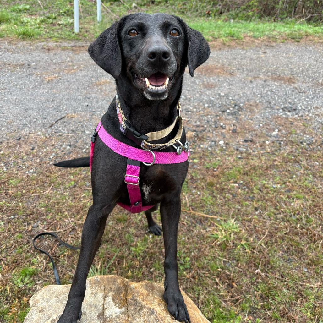Enlarge Polly Pocket, a Adoptable Black Labrador Retriever in Waynesville, NC image 5/6