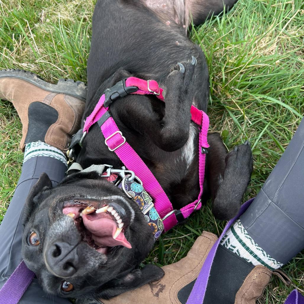 Enlarge Polly Pocket, a Adoptable Black Labrador Retriever in Waynesville, NC image 6/6