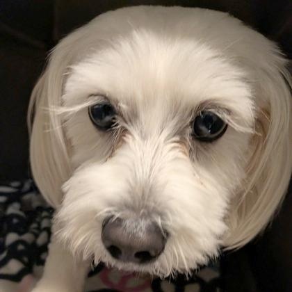 Iggy, adopted, Adult Female Maltese & Shih Tzu.